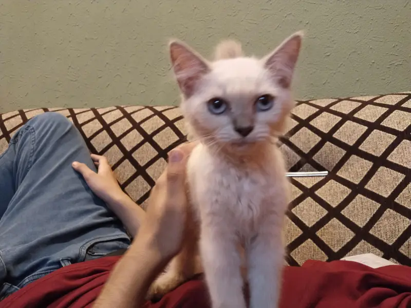 White Double coated Persian cat with blue eyes — photo 3
