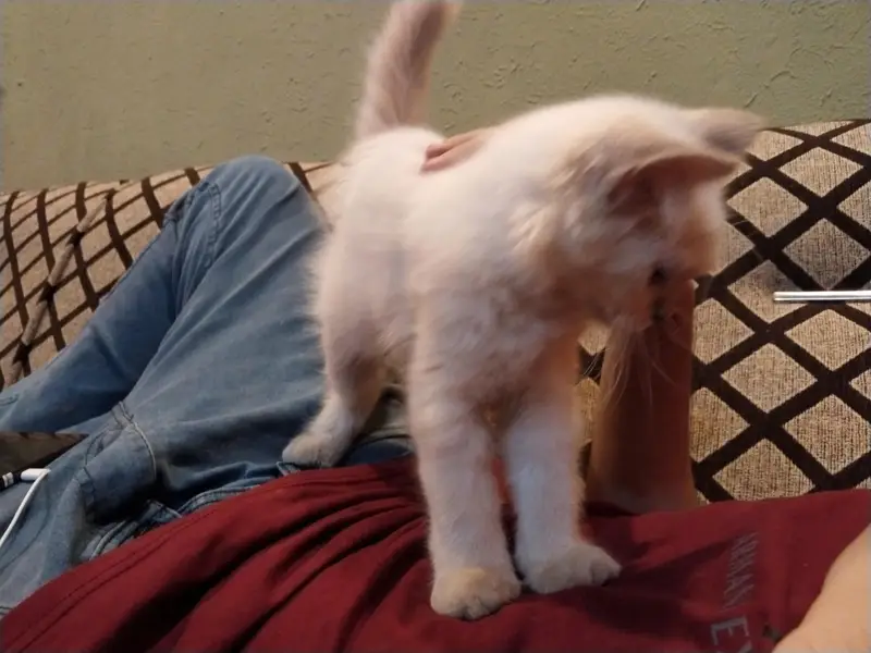 White Double coated Persian cat with blue eyes — photo 4