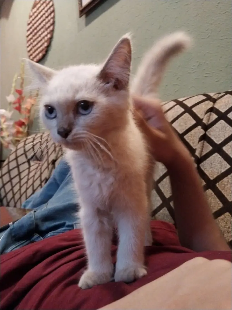 White Double coated Persian cat with blue eyes — photo 5