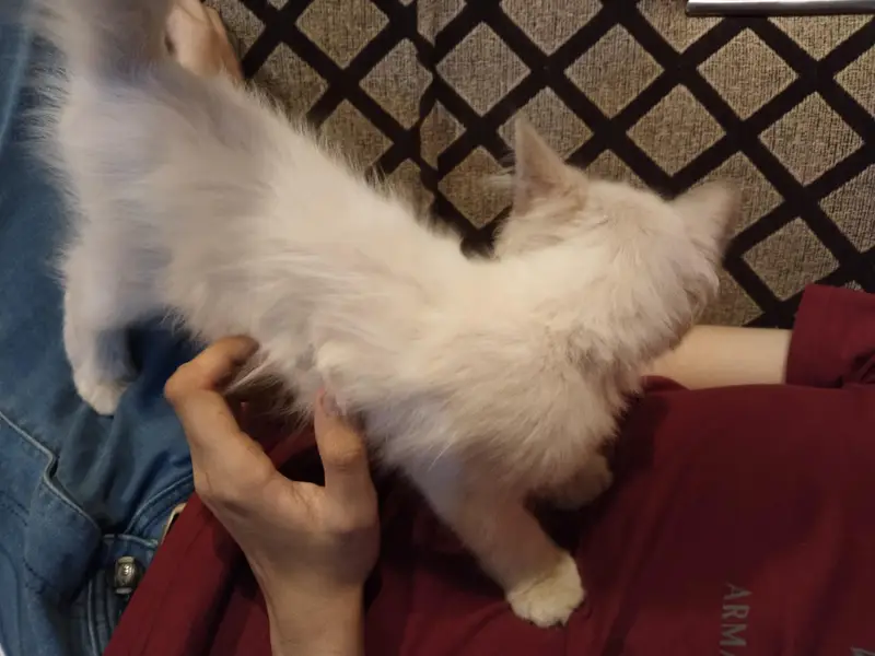 White Double coated Persian cat with blue eyes — photo 6