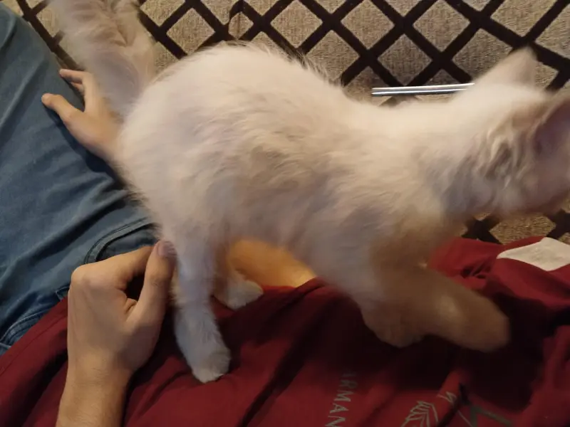 White Double coated Persian cat with blue eyes — photo 7