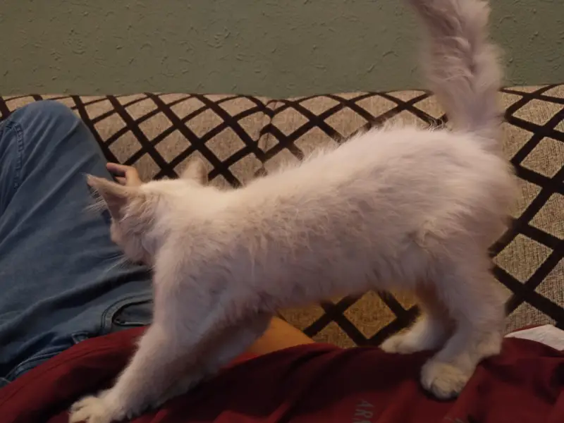 White Double coated Persian cat with blue eyes — photo 8