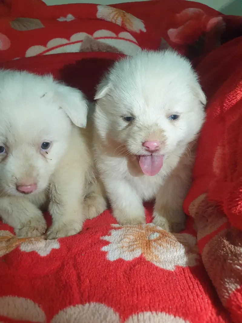 I want to sale my Russian puppies — photo 2