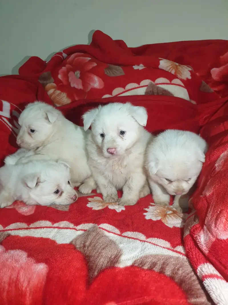 I want to sale my Russian puppies — photo 3