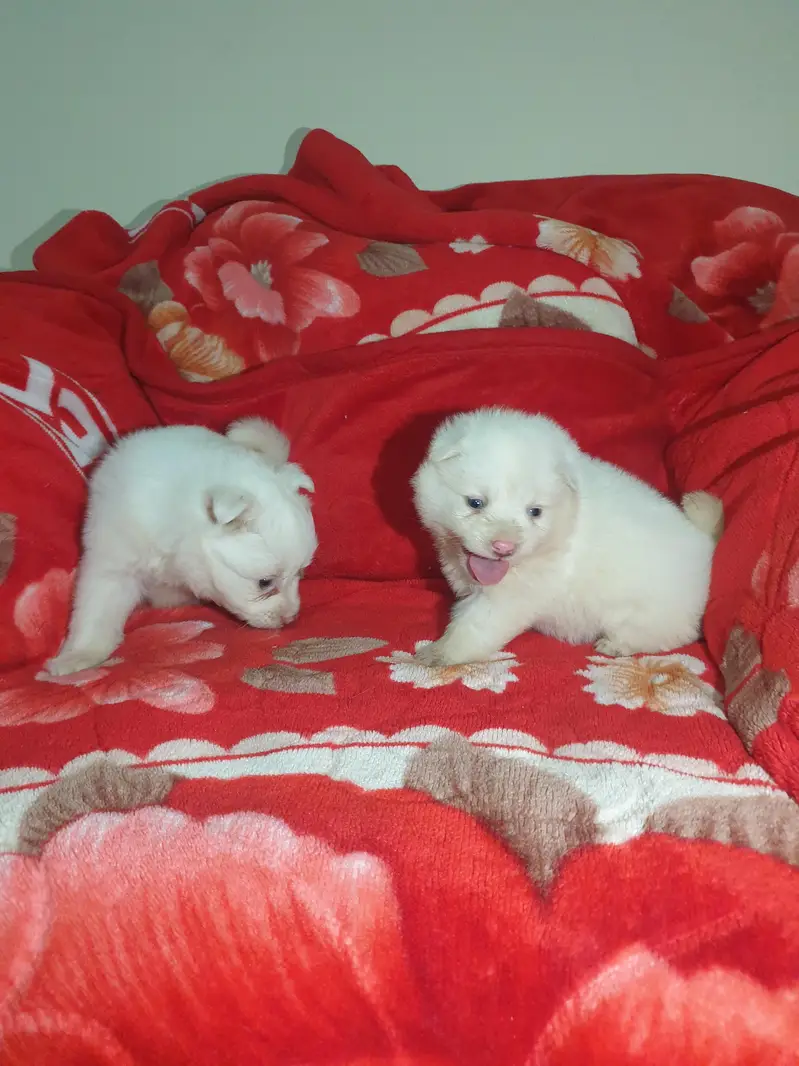 I want to sale my Russian puppies — photo 4