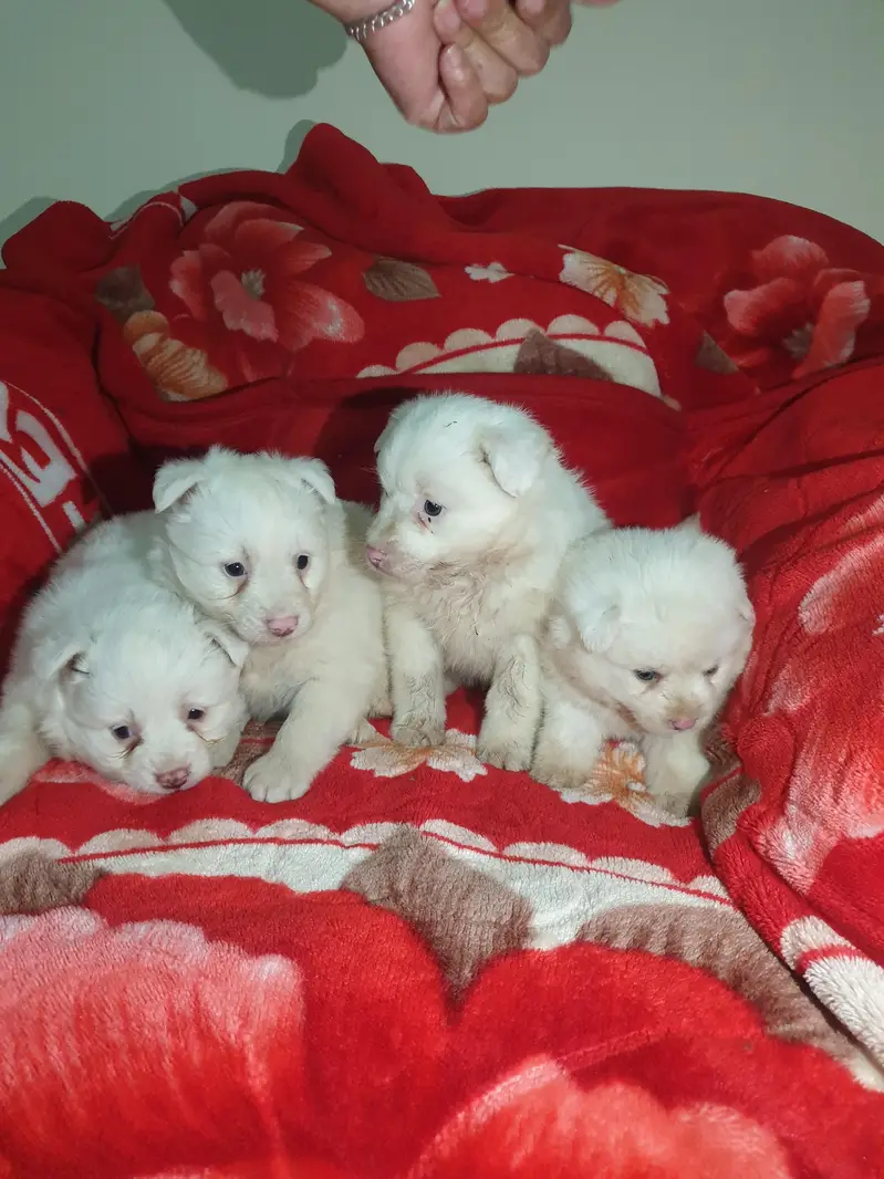 I want to sale my Russian puppies — photo 5