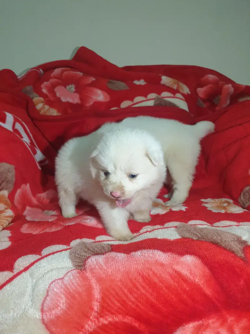 I want to sale my Russian puppies — photo 6