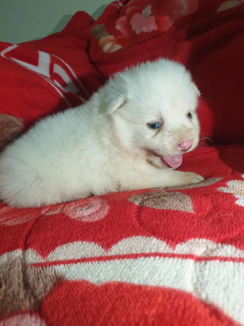 I want to sale my Russian puppies — photo 7
