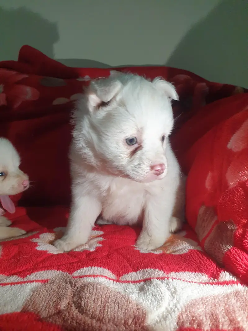 I want to sale my Russian puppies — photo 8