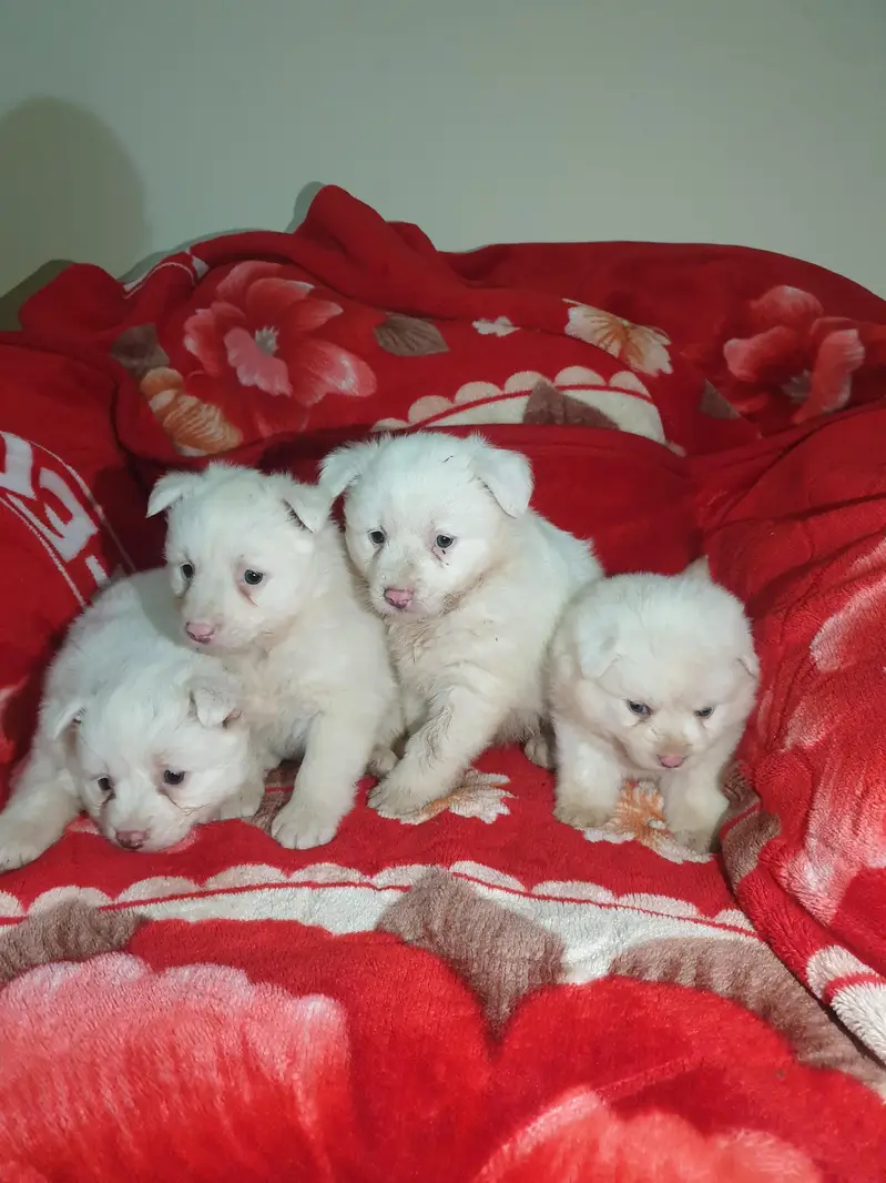I want to sale my Russian puppies — photo 9