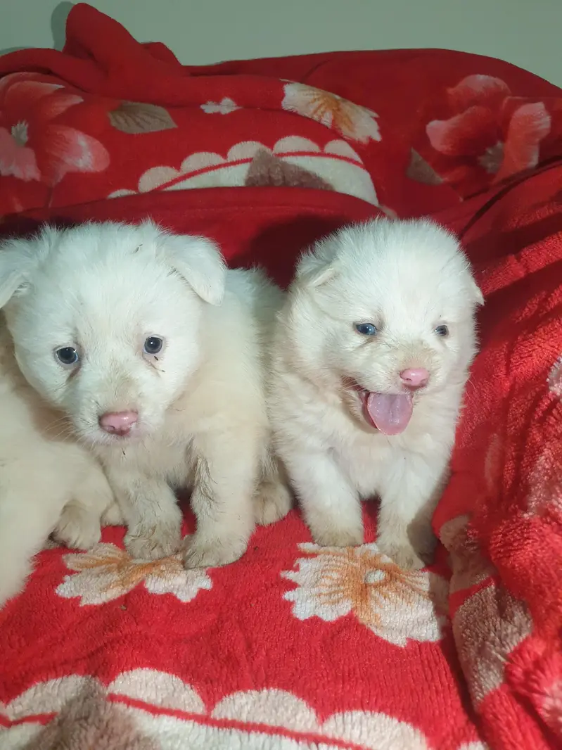 I want to sale my Russian puppies — photo 10