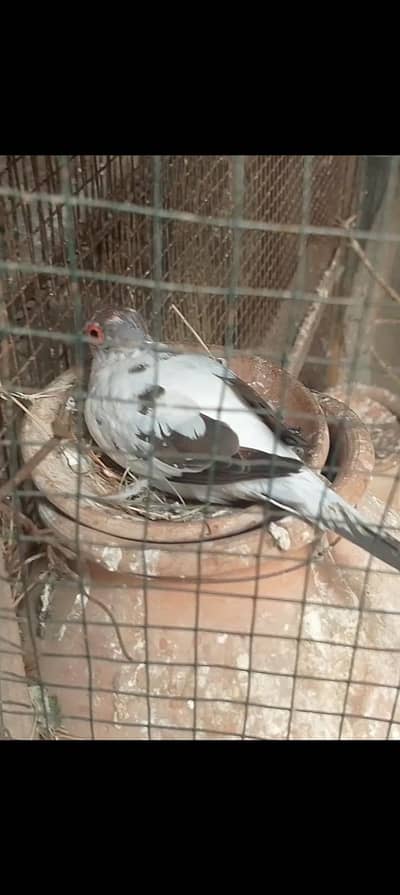 Diamond pied doves, red doves breeder pairs