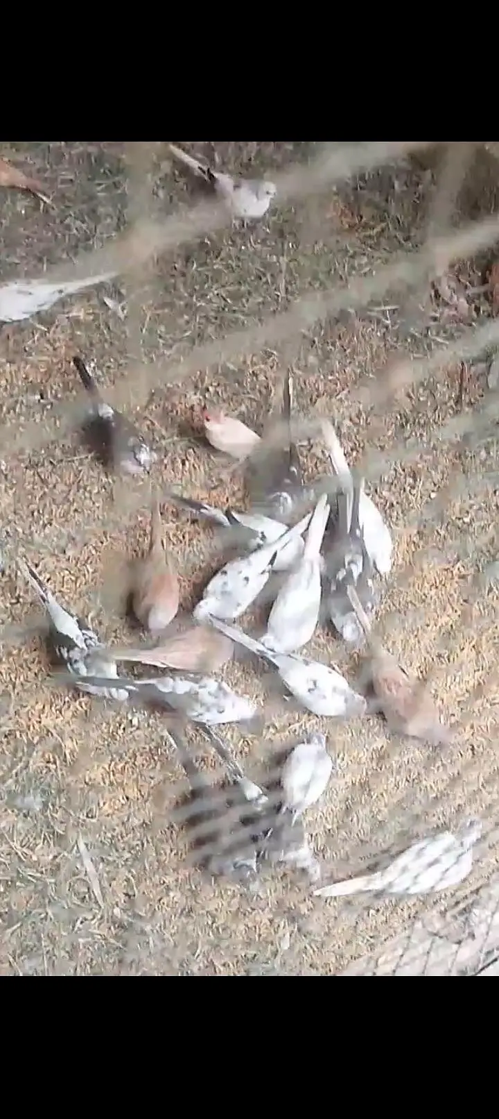 Diamond pied doves, red doves breeder pairs — photo 2