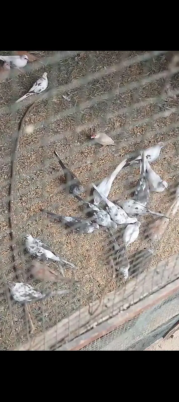 Diamond pied doves, red doves breeder pairs — photo 3