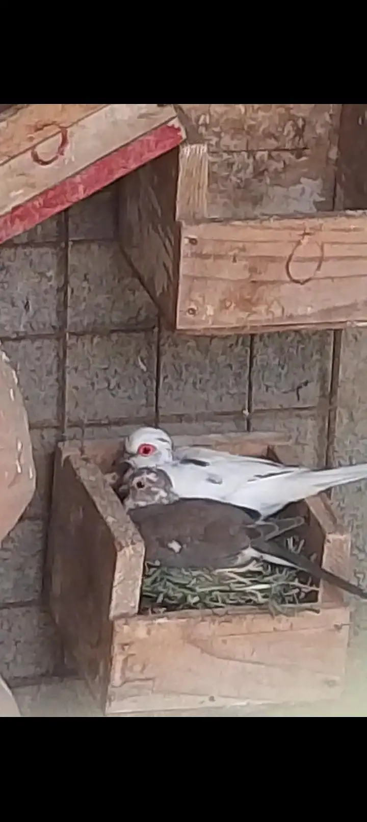 Diamond pied doves, red doves breeder pairs — photo 4
