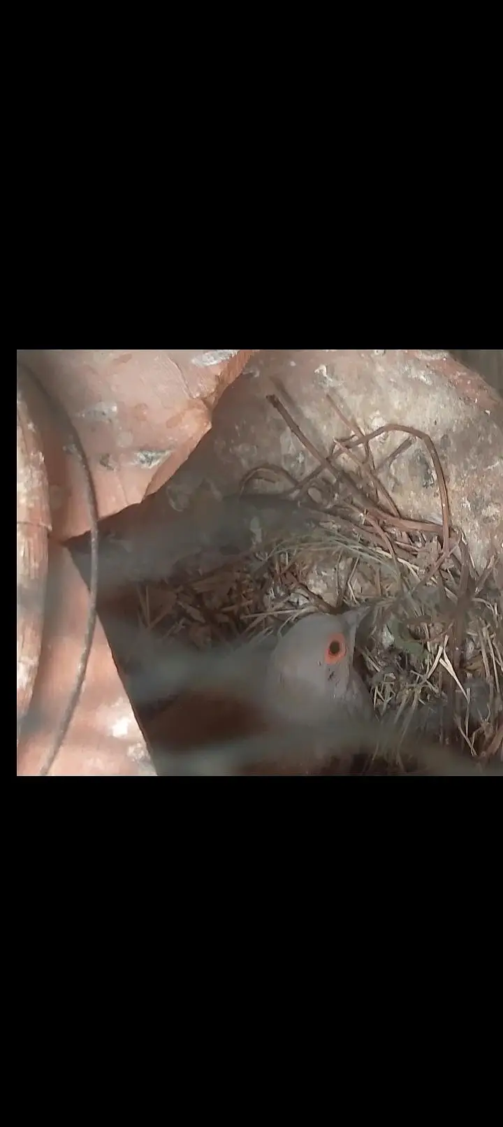 Diamond pied doves, red doves breeder pairs — photo 5