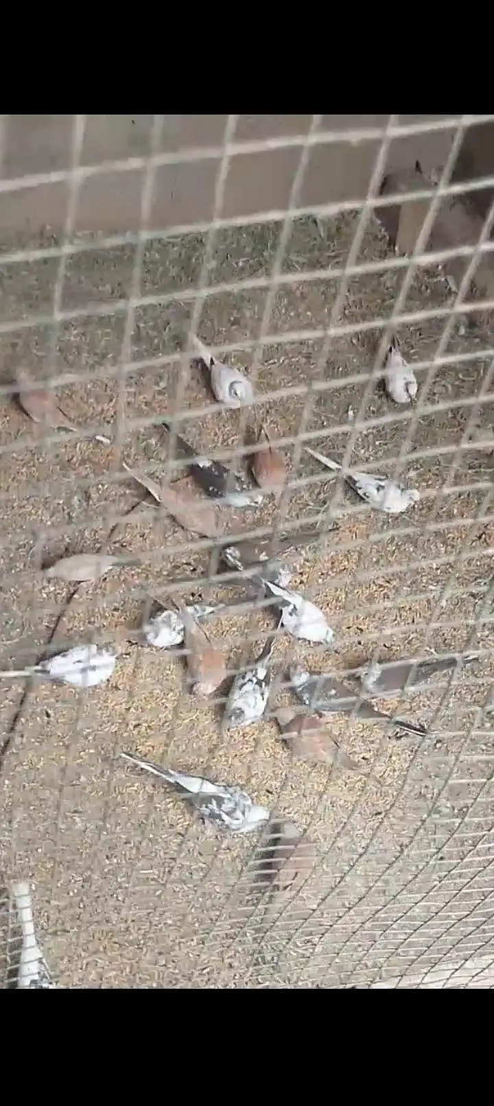 Diamond pied doves, red doves breeder pairs — photo 6