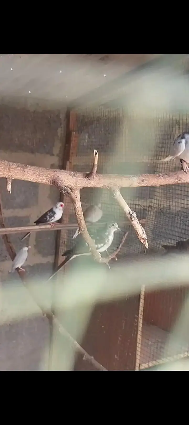 Diamond pied doves, red doves breeder pairs — photo 7