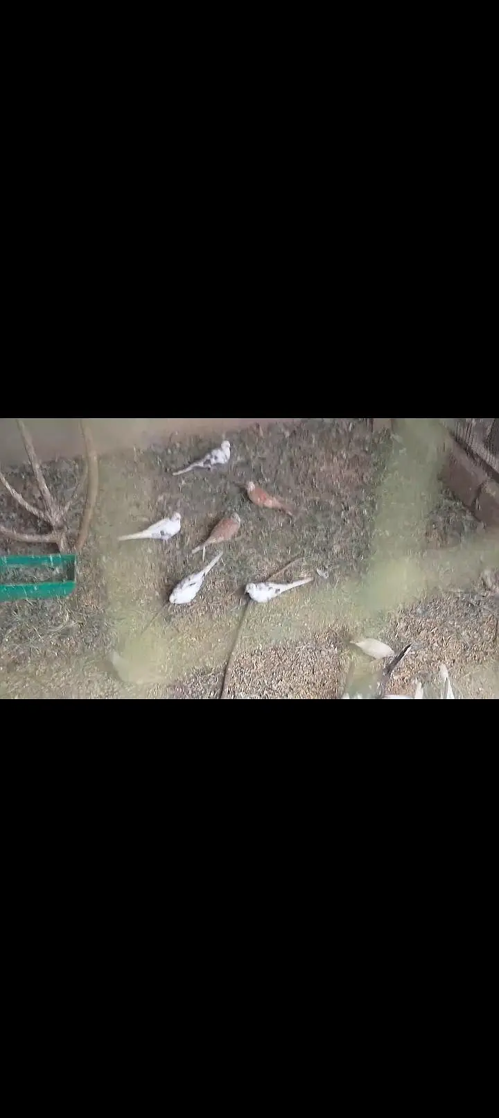 Diamond pied doves, red doves breeder pairs — photo 8
