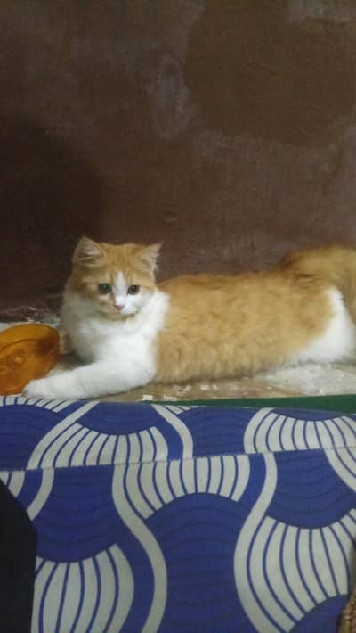cate sale