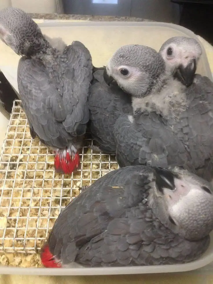 African grey parrot chik 03418561155 — photo 2
