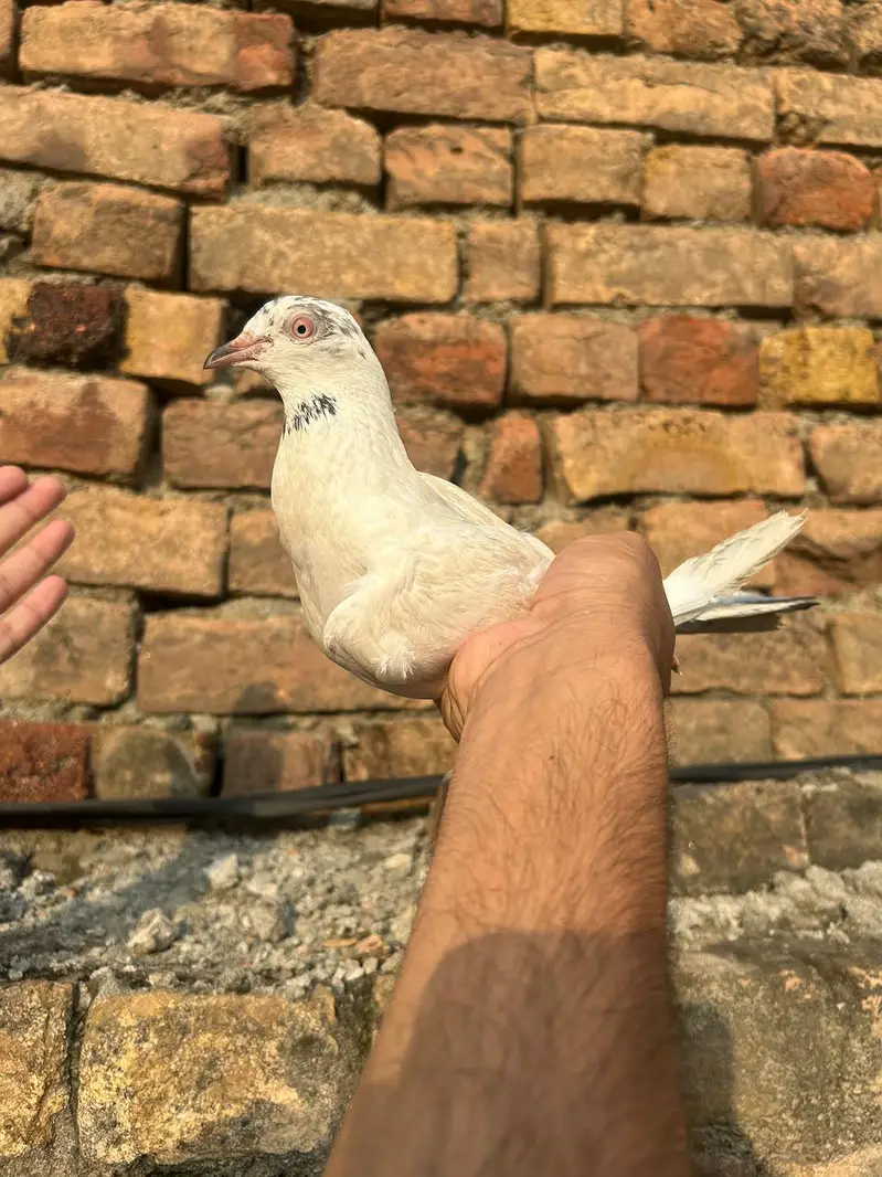 high flyer parwazi and fancy — photo 3