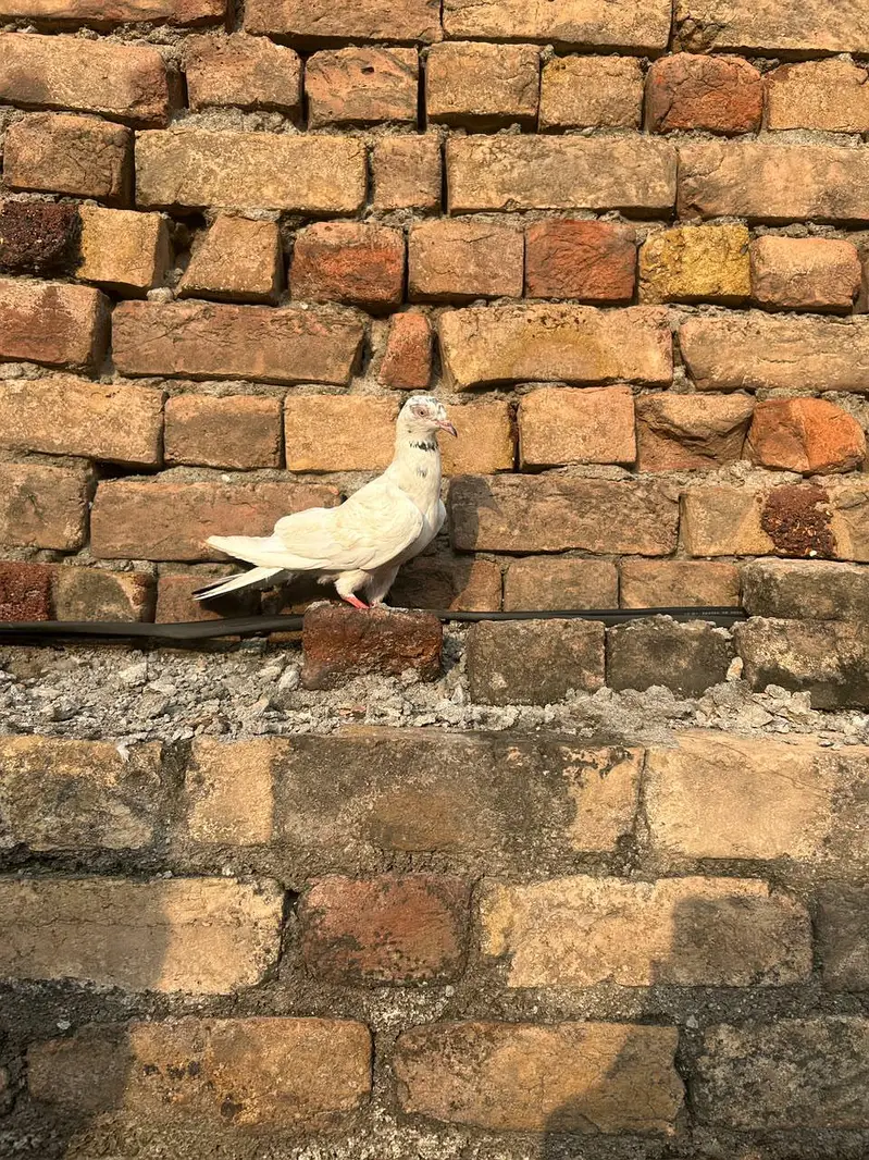 high flyer parwazi and fancy — photo 4