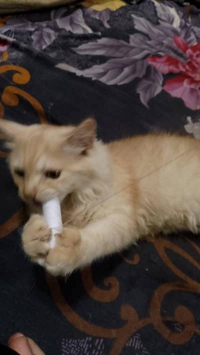 Persian male kitten urgent for sale