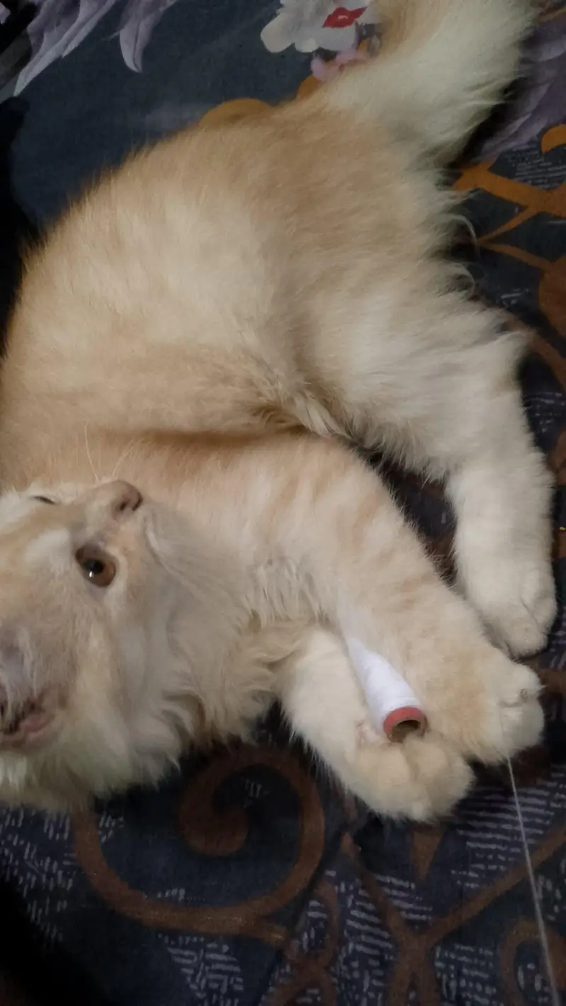 Persian male kitten urgent for sale — photo 2