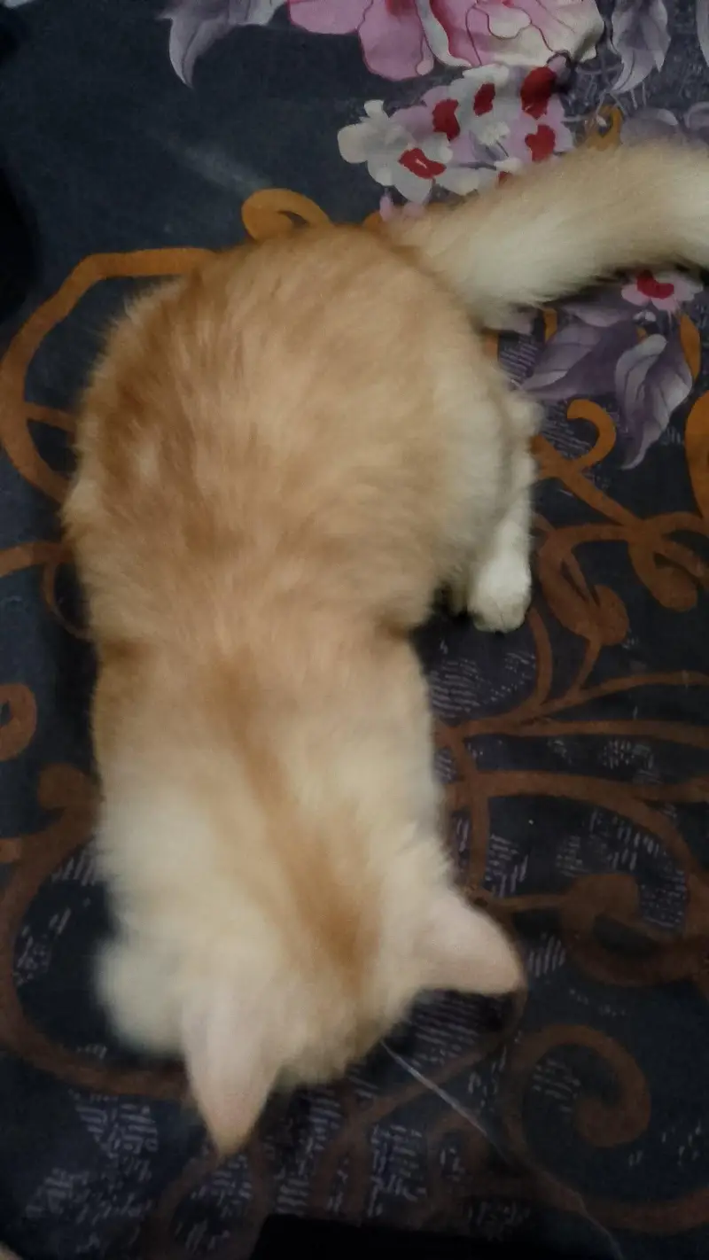 Persian male kitten urgent for sale — photo 3
