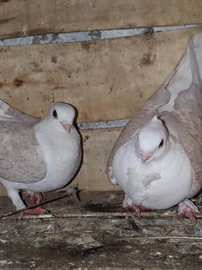 sentinent pigeons red bar