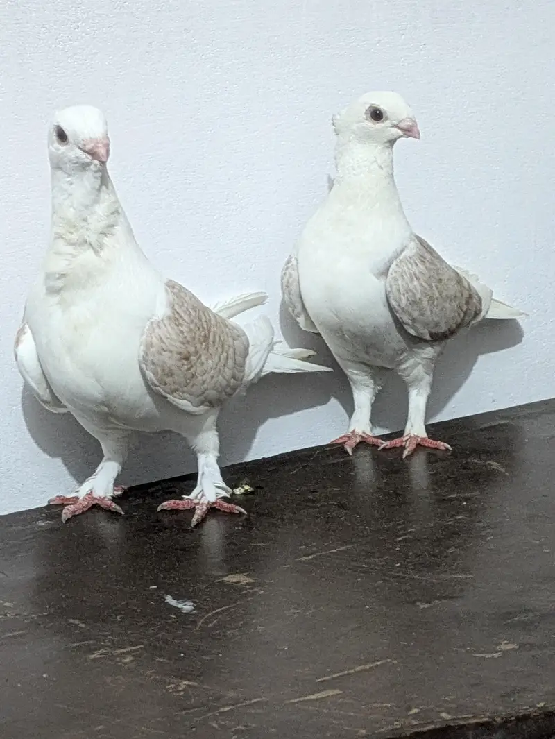 sentinent pigeons red bar — photo 2