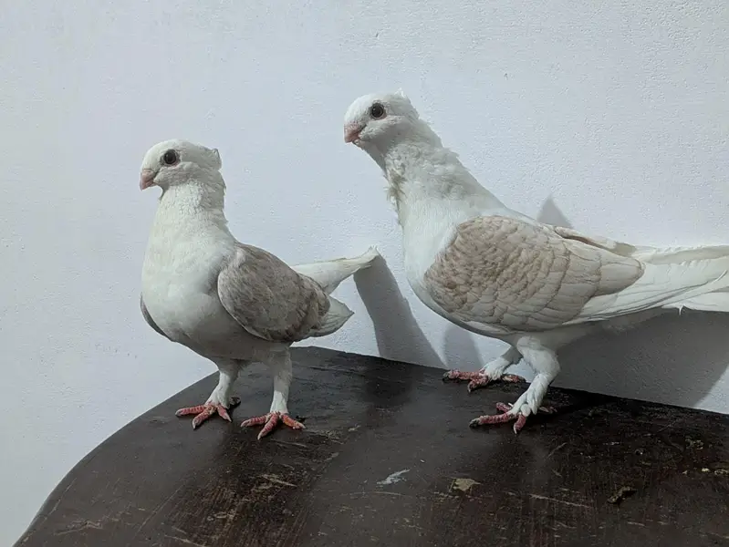 sentinent pigeons red bar — photo 3