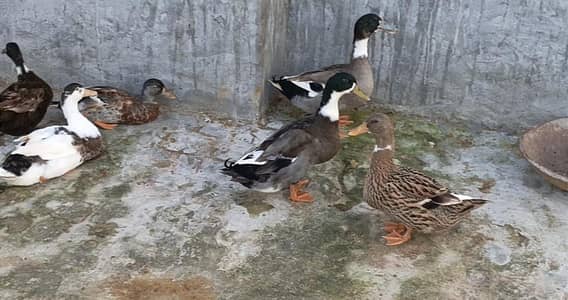 Healthy Ducks for Sale – Good Quality & Active Ducks