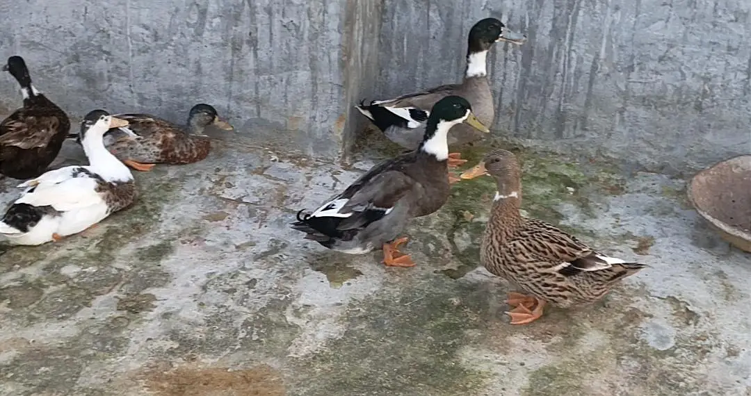Healthy Ducks for Sale – Good Quality & Active Ducks