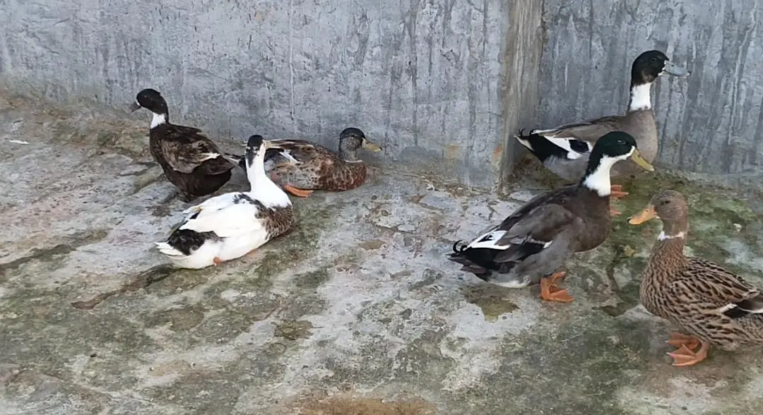 Healthy Ducks for Sale – Good Quality & Active Ducks — photo 2