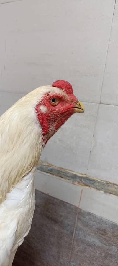 Pure Shamo Breeder Pair | Healthy Male & Female | Strong Bloodline