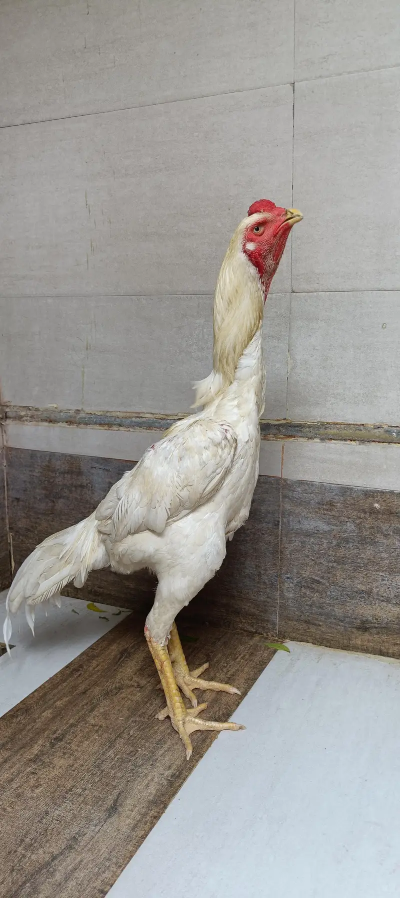 Pure Shamo Breeder Pair | Healthy Male & Female | Strong Bloodline — photo 2