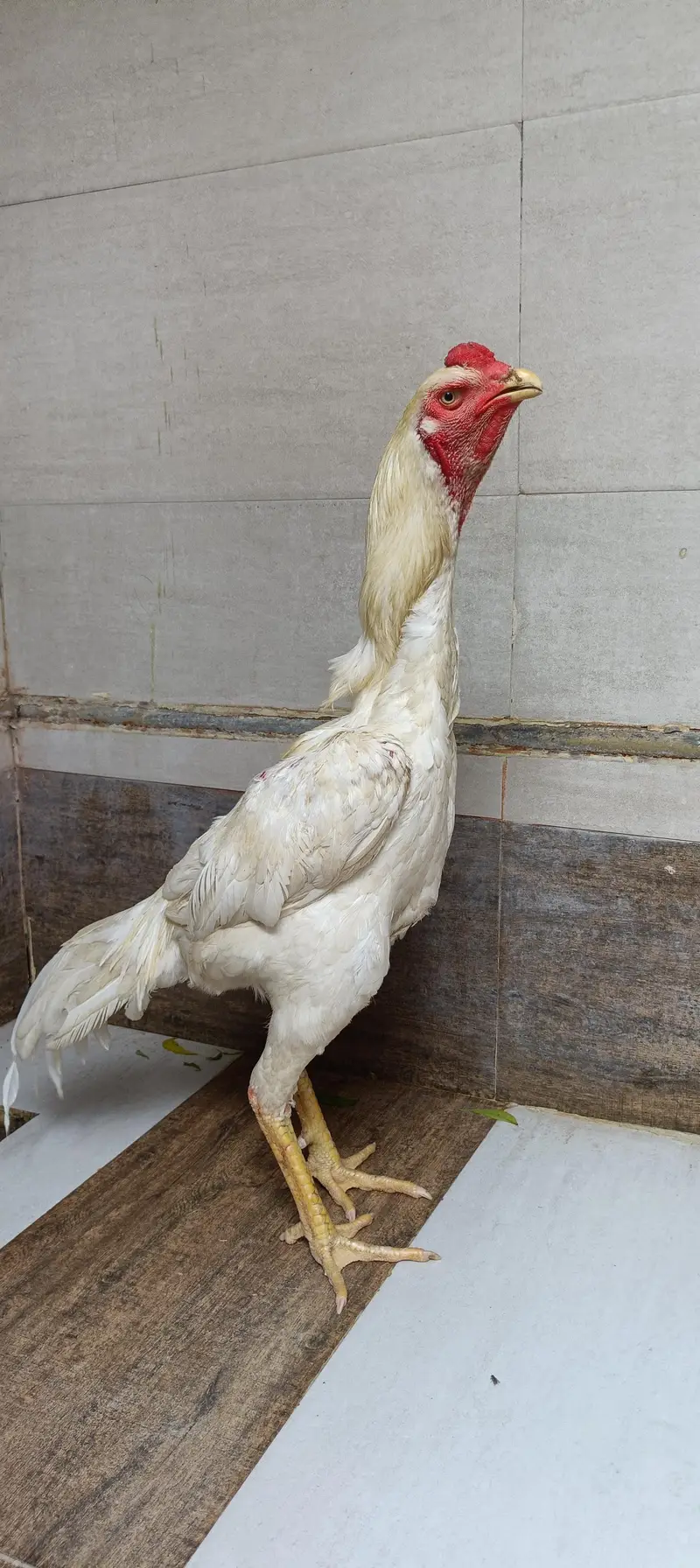  Pure Shamo Breeder Pair | Healthy Male & Female | Strong Bloodline — photo 4