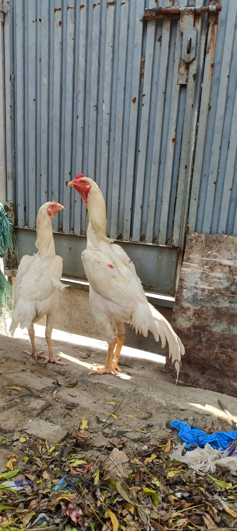  Pure Shamo Breeder Pair | Healthy Male & Female | Strong Bloodline — photo 5