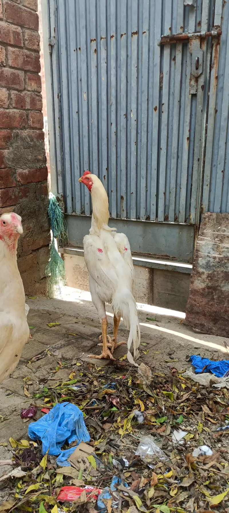  Pure Shamo Breeder Pair | Healthy Male & Female | Strong Bloodline — photo 6