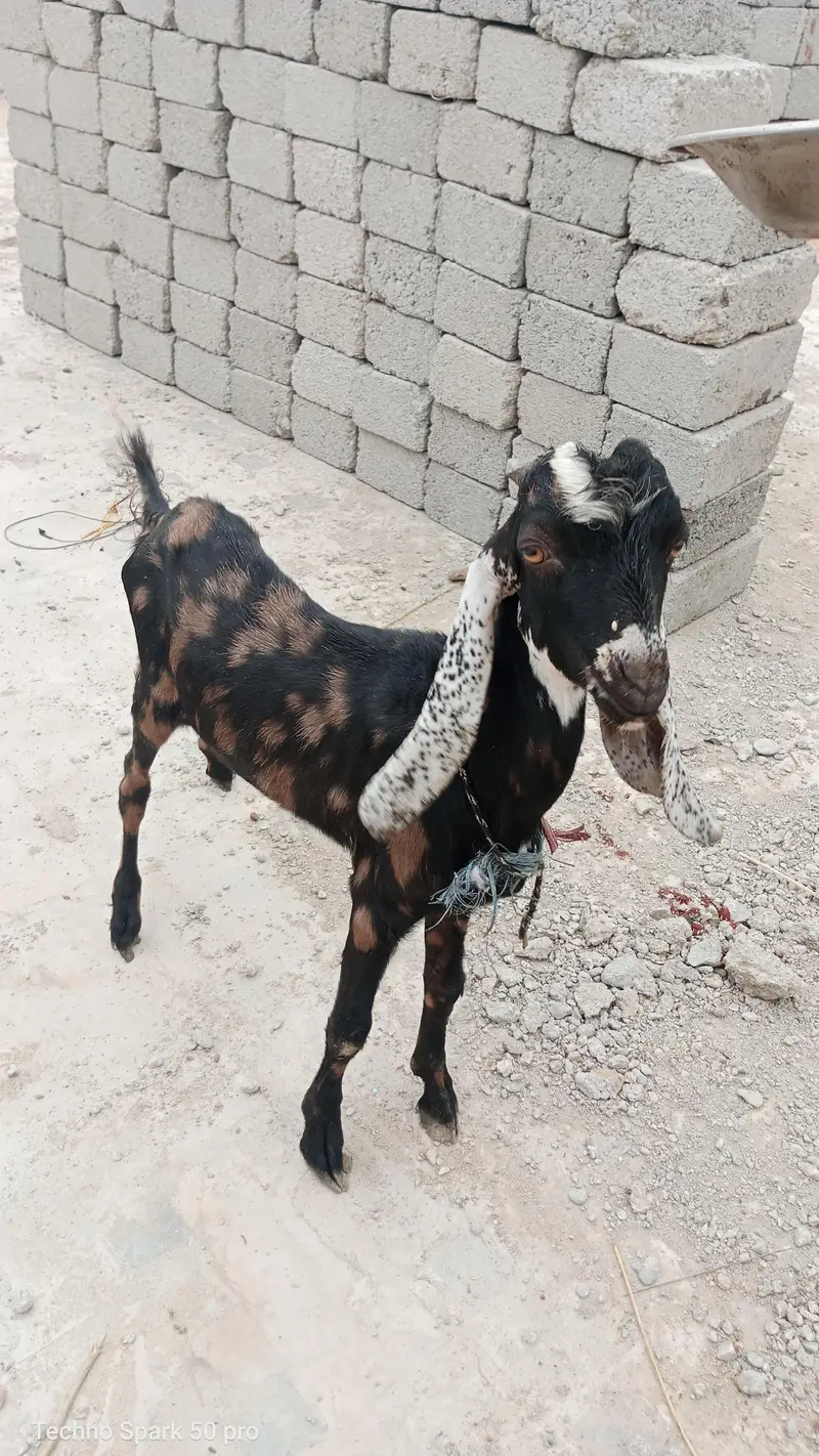 dono male Bakre he teedy or kamori nasal k he — photo 3