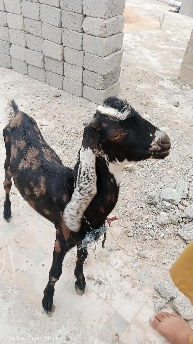 dono male Bakre he teedy or kamori nasal k he — photo 5