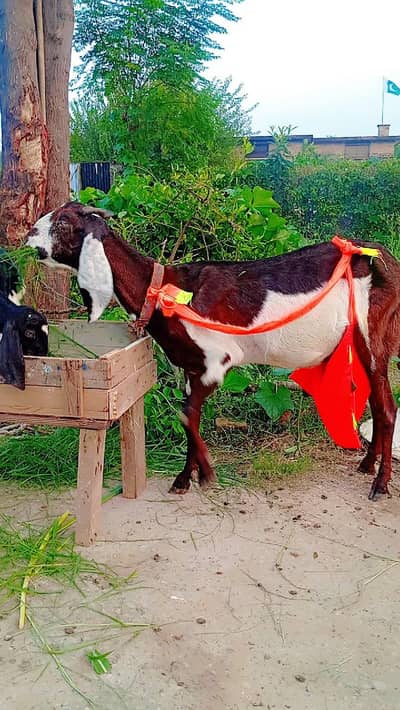 beetal bakri for sel karna hai sat 2 bacha
