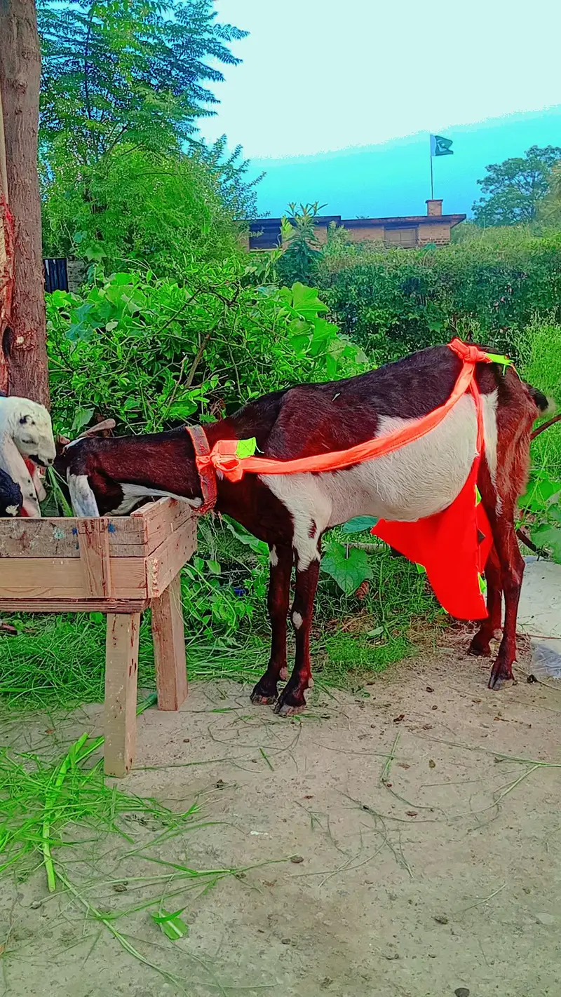 beetal bakri for sel karna hai sat 2 bacha — photo 2