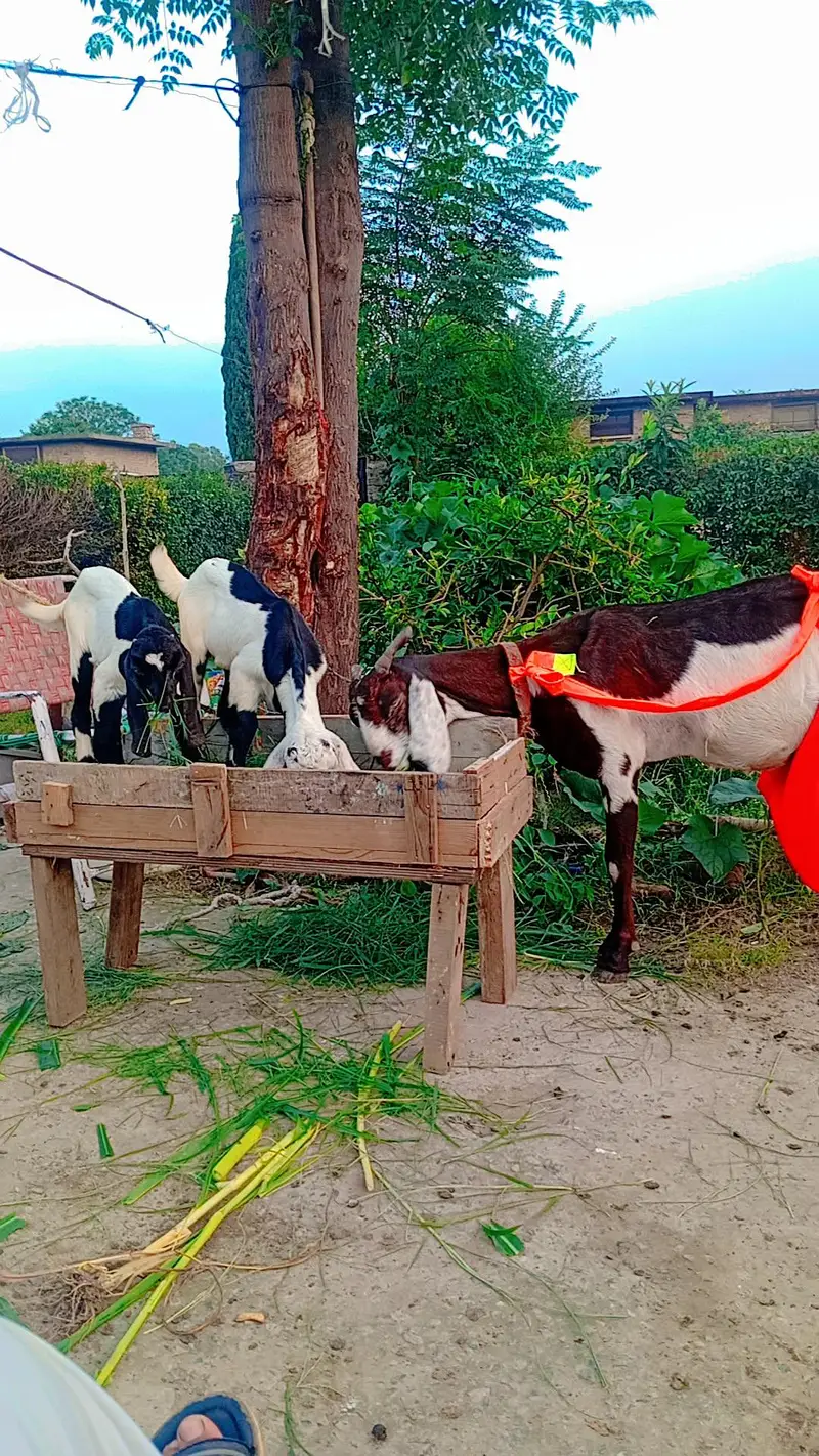 beetal bakri for sel karna hai sat 2 bacha — photo 3