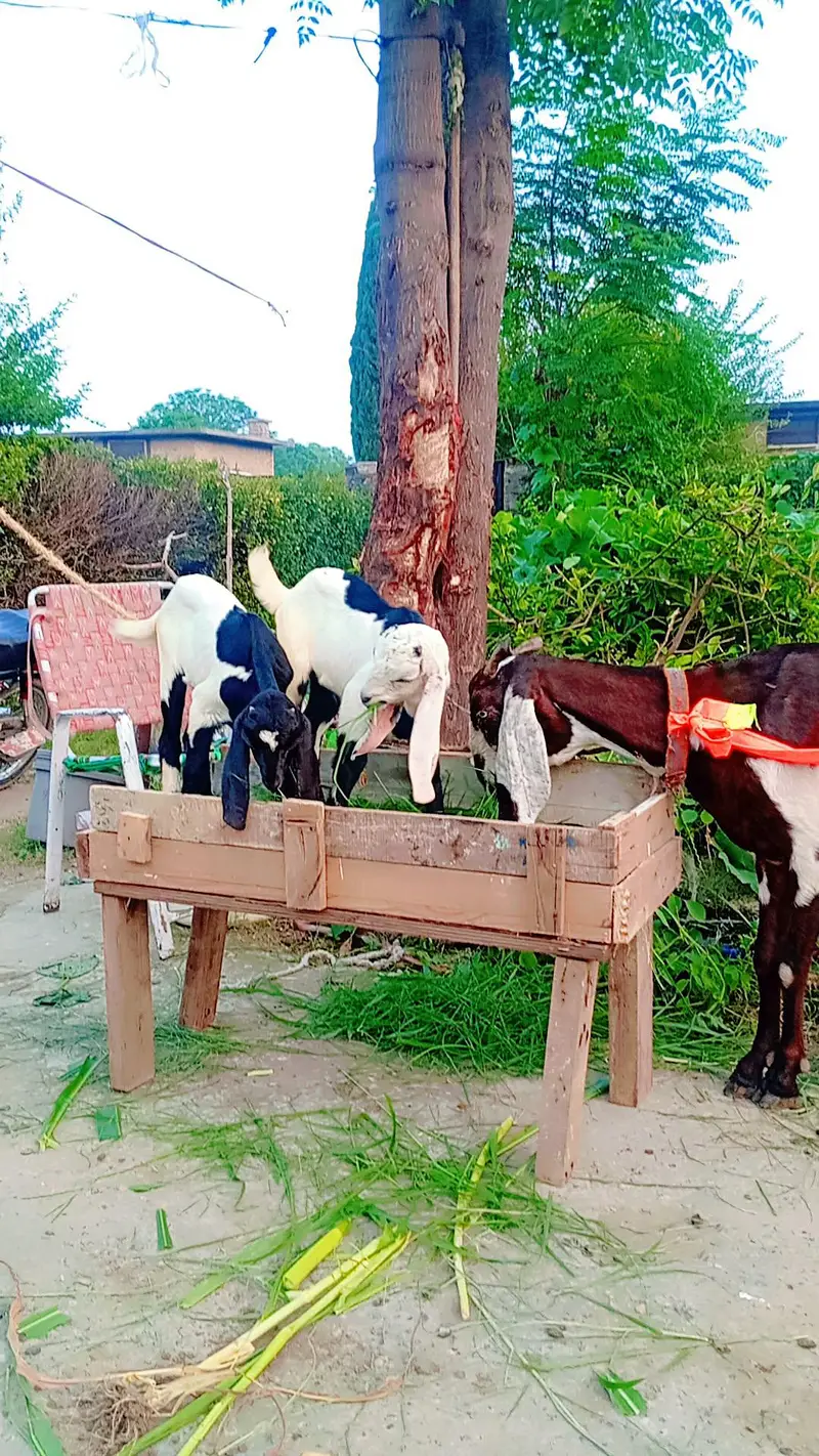 beetal bakri for sel karna hai sat 2 bacha — photo 4