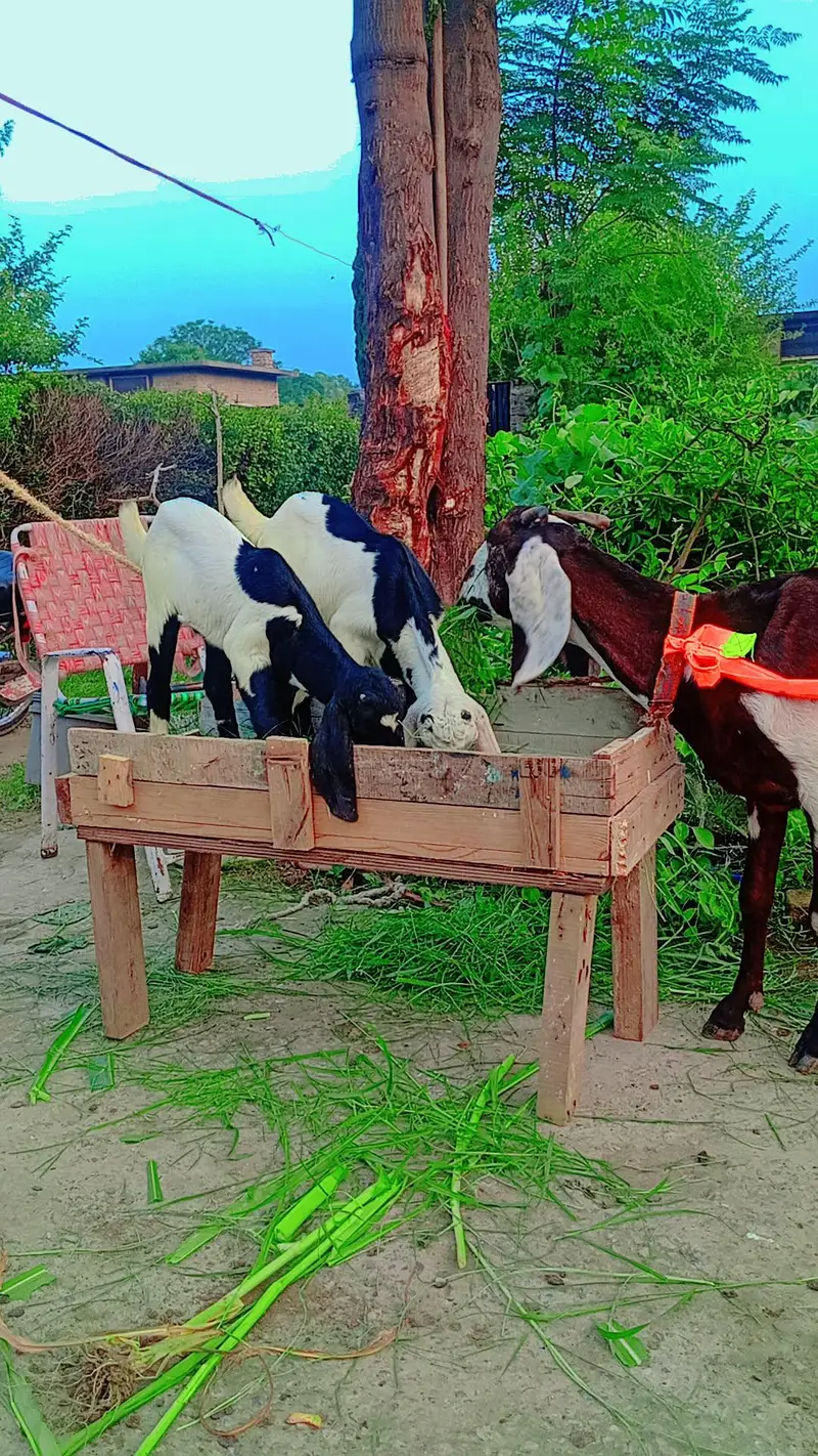 beetal bakri for sel karna hai sat 2 bacha — photo 6