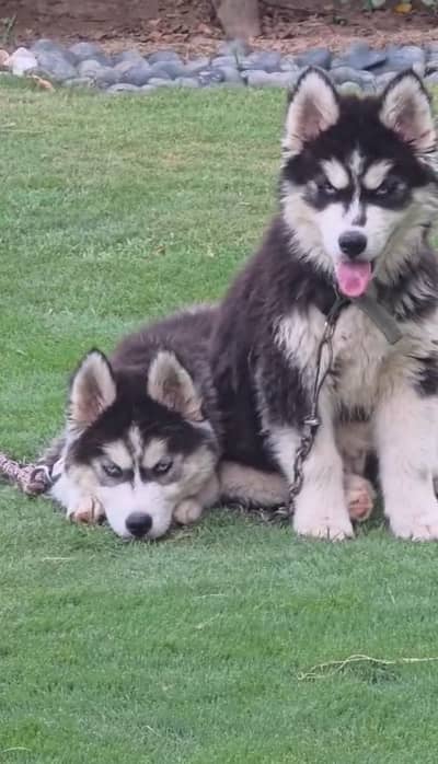 Wooly coat puppy  very playful and Active