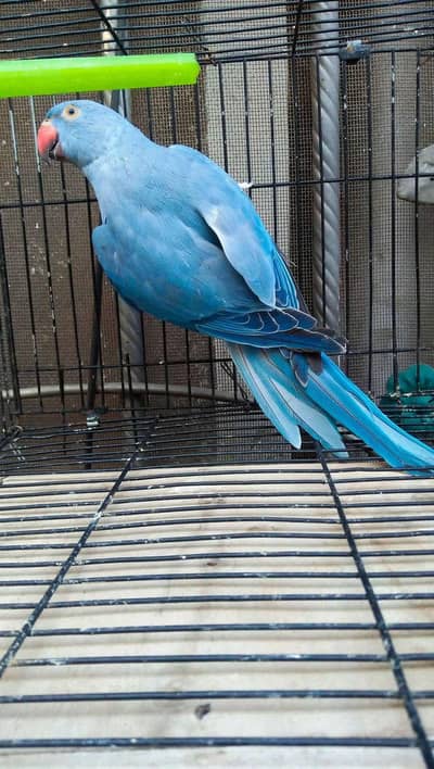 Cobalt Ring Neck Male
